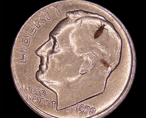 head-lice-removal-san-diego