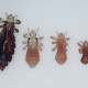 what-do-head-lice-look-like