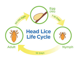 Head Lice Life Cycle