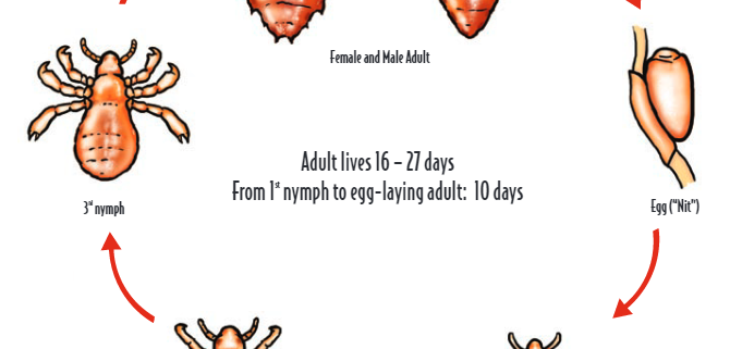 lice-life-cycle
