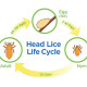 head-lice-treatment-san-diego