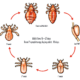 lice-life-cycle